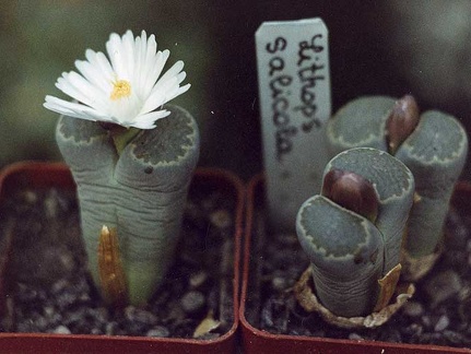 Lithops-salicola-01