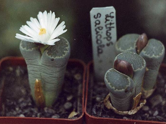 Lithops-salicola-01