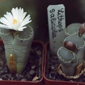 Lithops-salicola-01