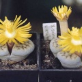 Lithops schwantesii v. urikosensis