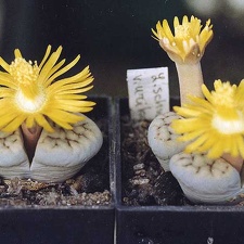 Lithops schwantesii v. urikosensis