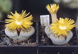 Lithops schwantesii v. urikosensis