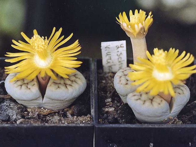 Lithops schwantesii v. urikosensis