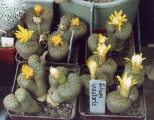 Lithops bromfieldii var. insularis