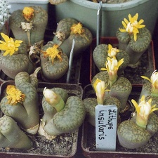 Lithops bromfieldii var. insularis
