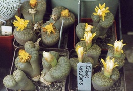Lithops bromfieldii var. insularis