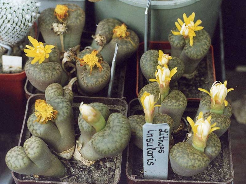 Lithops bromfieldii var. insularis