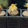 Lithops vallis-mariae C 296
