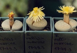 Lithops vallis-mariae C 296