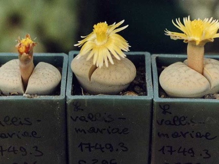 Lithops vallis-mariae C 296