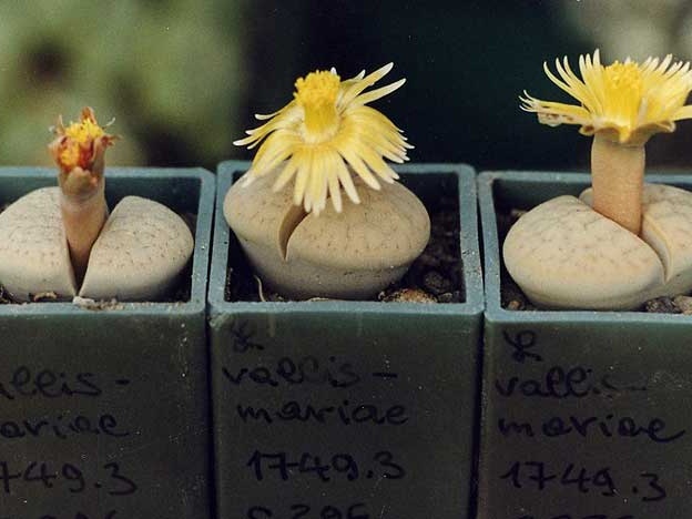 Lithops vallis-mariae C 296