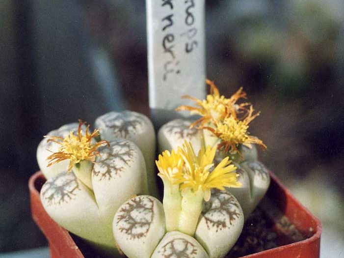 Lithops-werneri-01