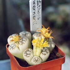 Lithops-werneri-01