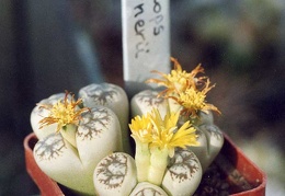 Lithops-werneri-01