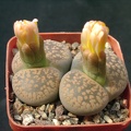 Lithops aucampiae