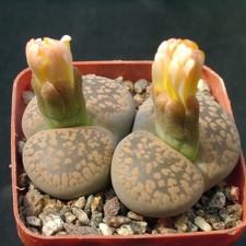 Lithops aucampiae