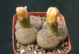 Lithops aucampiae