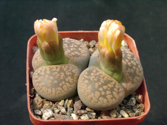 Lithops aucampiae