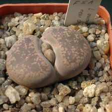 Lithops aucampiae F5A