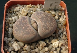 Lithops aucampiae F5A