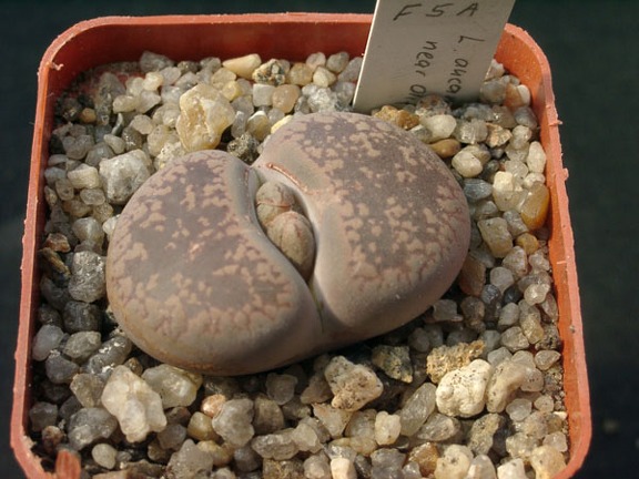Lithops aucampiae F5A