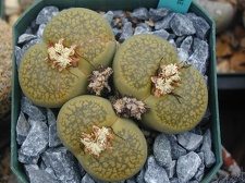 Lithops aucampiae Jacksons Jade