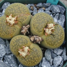 Lithops aucampiae Jacksons Jade