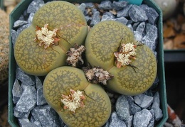 Lithops aucampiae Jacksons Jade