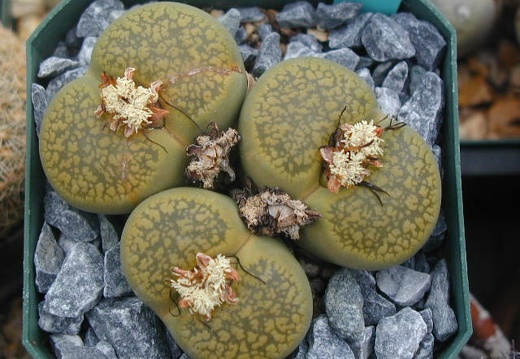 Lithops aucampiae Jacksons Jade