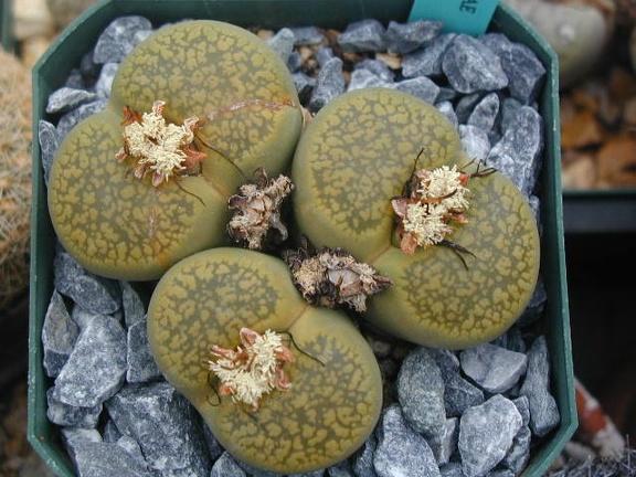 Lithops aucampiae Jacksons Jade