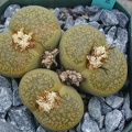 Lithops_aucampiae_Jacksons_Jade.JPG