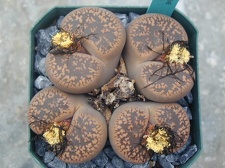 Lithops aucampiae Kuruman fm
