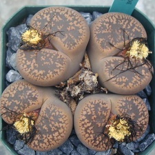 Lithops aucampiae Kuruman fm