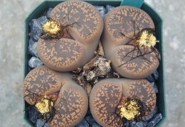 Lithops aucampiae Kuruman fm