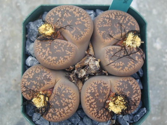 Lithops aucampiae Kuruman fm