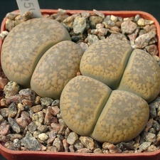 Lithops aucampiae Snowcap