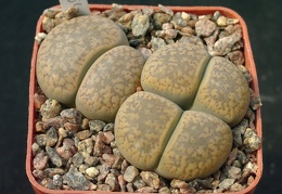 Lithops aucampiae Snowcap