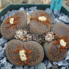 Lithops aucampiae ssp  euniceae C48