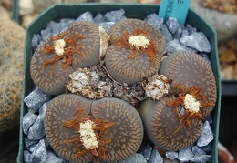 Lithops aucampiae ssp  euniceae C48