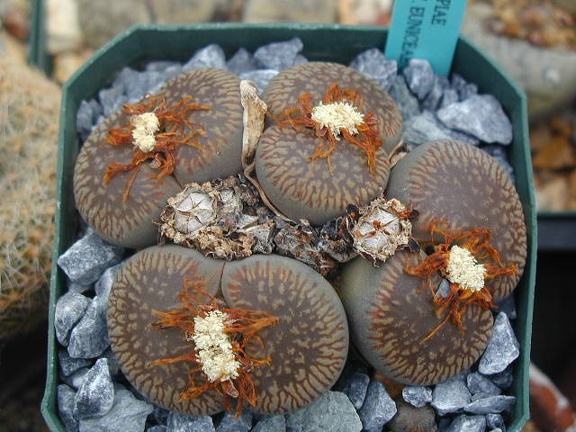 Lithops aucampiae ssp  euniceae C48