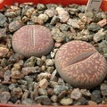 Lithops aucampiae ssp euniceae C48