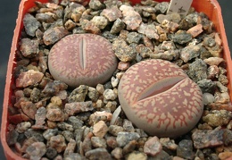 Lithops aucampiae ssp euniceae C48