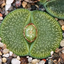 Lithops aucampiae subsp  euniceae cv   BellaKetty