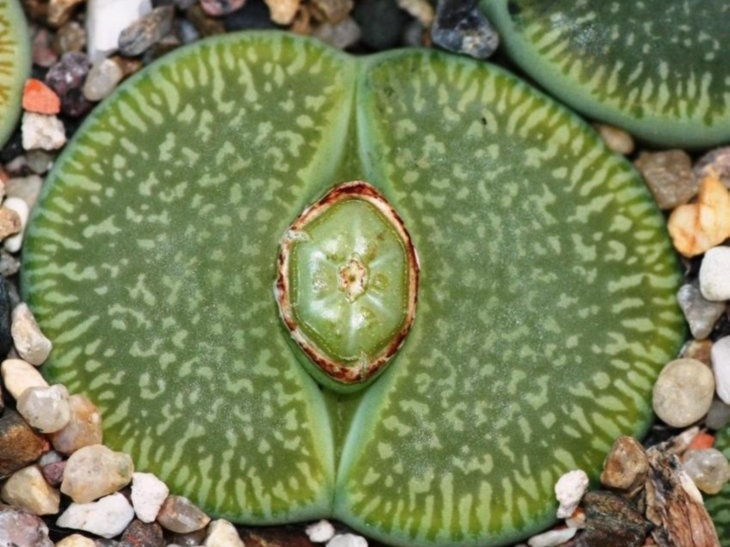Lithops aucampiae subsp  euniceae cv   BellaKetty