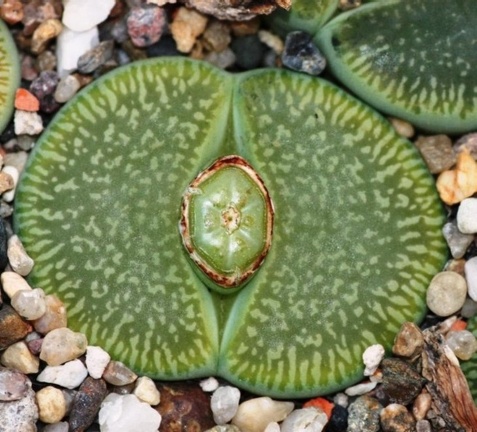 Lithops aucampiae subsp  euniceae cv   BellaKetty