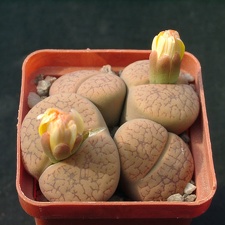 Lithops aucampiae v koelmanii