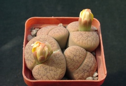 Lithops aucampiae v koelmanii