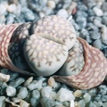Lithops bromfeldii