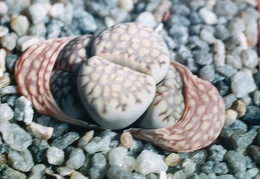 Lithops bromfeldii