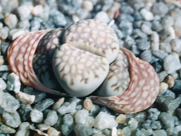 Lithops bromfeldii